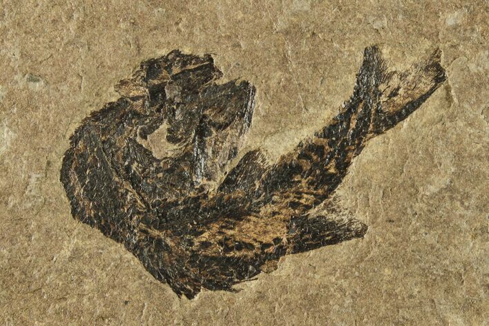Carboniferous Fish (Gyrolepidotus) - Siberia #228879